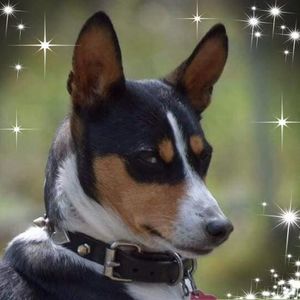 Meet your Posher, Dawn